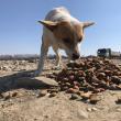 O asociație strânge fonduri pentru a hrăni câinii rămași singuri pe străzile Sucevei