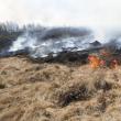 Peste 60 de oameni au muncit să oprească un incendiu extins, care amenința pădurea