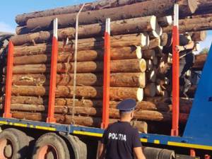 Peste 80 de metri cubi de lemn confiscați în trafic