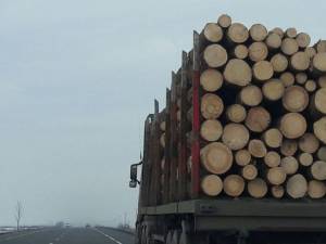 Transportorii ilegali de lemn continuă să circule în ciuda riscurilor mai mari de a fi prinși  Foto:antena3.ro