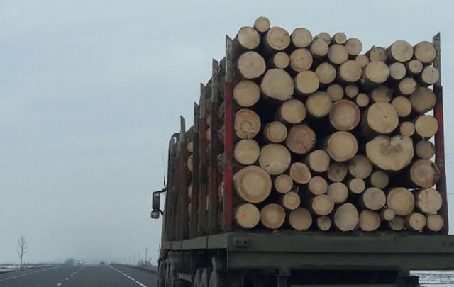Transportorii ilegali de lemn continuă să circule în ciuda riscurilor mai mari de a fi prinși  Foto:antena3.ro