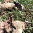 Piei de miei sacrificați, abandonate la marginea E 85, la ieșirea din Suceava