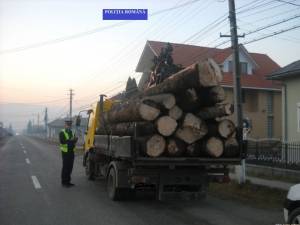 Transporturi ilegale de material lemnos, depistate în trafic de polițiști