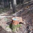 Inspectorii Gărzii Forestiere Suceava au reușit să descopere tăieri ilegale de arbori în valoare de 90.000 de lei