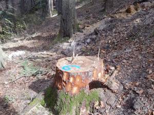 Inspectorii Gărzii Forestiere Suceava au reușit să descopere tăieri ilegale de arbori în valoare de 90.000 de lei