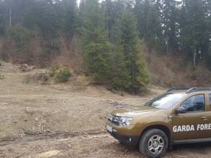Inspectorii Gărzii Forestiere Suceava au reușit să descopere tăieri ilegale de arbori în valoare de 90.000 de lei