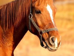 Un cal furat a fost returnat proprietarului, pentru că avea prostul obicei să muște  Foto libertatea .ro
