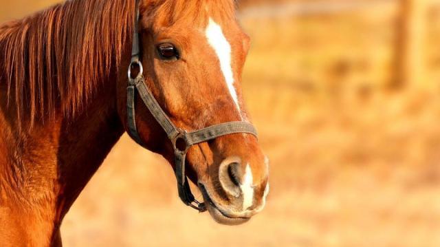 Un cal furat a fost returnat proprietarului, pentru că avea prostul obicei să muște  Foto libertatea .ro
