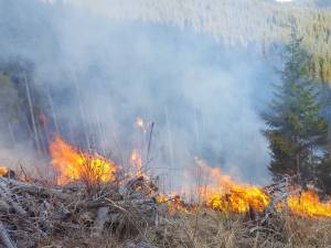 În jur de 200 de oameni au muncit la stingerea a șase incendii care amenințau pădurea