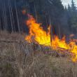 Flăcările au pus în mare pericol pădurea, la Cârlibaba