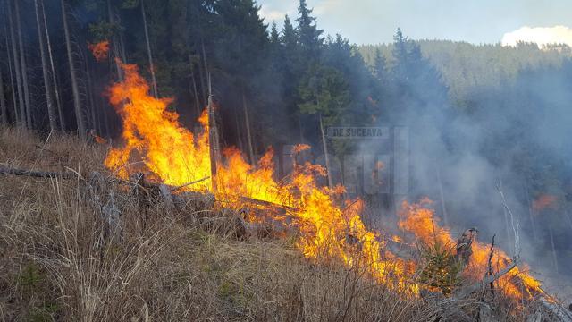 Flăcările au pus în mare pericol pădurea, la Cârlibaba