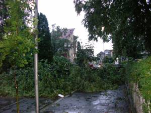 Vântul deosebit de puternic a rupt copaci în municipiul Rădăuţi