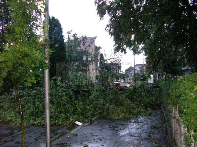Vântul deosebit de puternic a rupt copaci în municipiul Rădăuţi