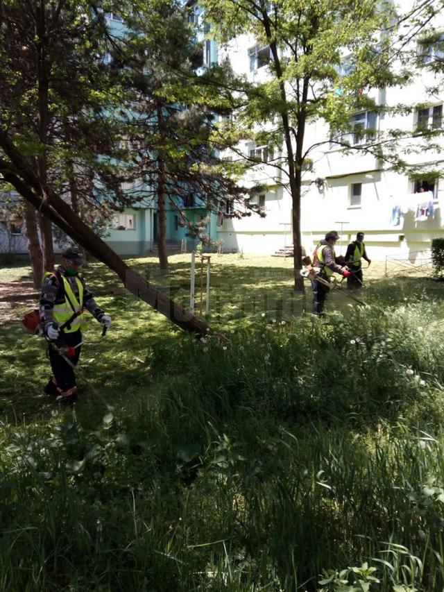 Programul acțiunilor de întreținere a spațiilor verzi de săptămâna aceasta, în municipiul Suceava