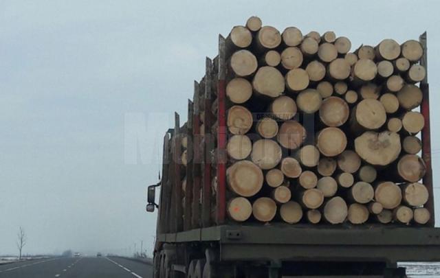 Transporturi ilegale de material lemnos, interceptate la Cârlibaba și Sucevița