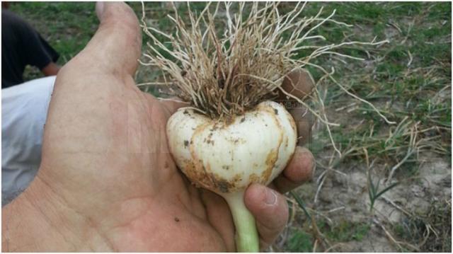 Lipsa apei în sol poate afecta recolta de usturoi