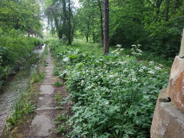 Parcul Șipote, plin de mizerie și buruieni