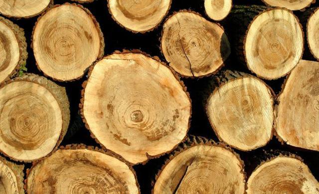 Material lemnos în valoare de peste 180.000 de lei, confiscat de la mai multe firme de profil Sursa foto capital.ro