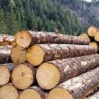 Descinderi la firme de prelucrarea lemnului, survolate și din elicopter, la Moldovița