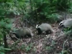 O familie de bursuci din pădurile din Dolhasca, vedetă pe internet