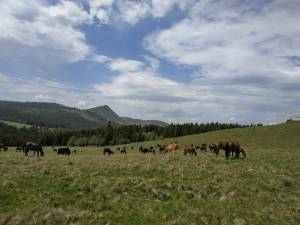 Caii pasc liberi pe pășunile de munte