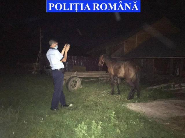 Cai salvați din mâinile ”stăpânilor” care i-au maltratat. Polițiștii au deschis și dosare penale