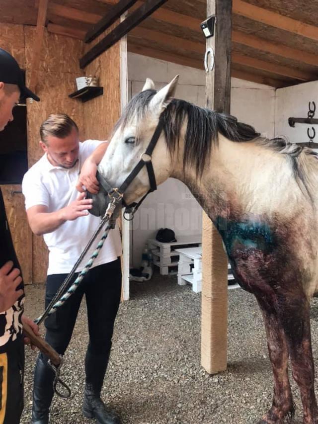 Calul, după ce a fost spălat, tratat, operat și cusut