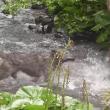 Atacul unei haite de lupi asupra unui cerb, în Călimani, surprins în imagini video foarte rare