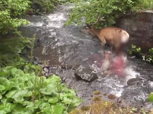 Atacul unei haite de lupi asupra unui cerb, în Călimani, surprins în imagini video foarte rare