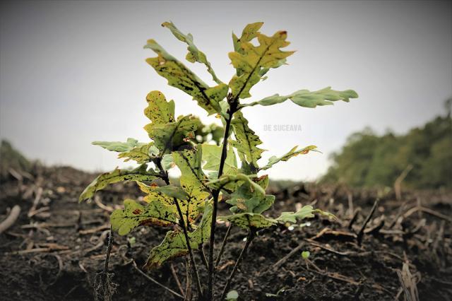 Peste 27 milioane de puieți de arbori plantați în campania de împăduriri de primăvară a Romsilva