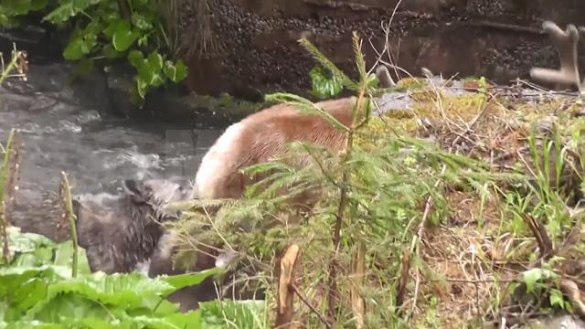 Atacul unei haite de lupi asupra unui cerb, în Călimani, surprins în imagini video foarte rare