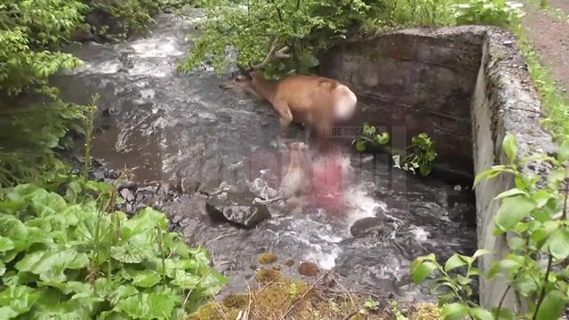 Atacul unei haite de lupi asupra unui cerb, în Călimani, surprins în imagini video foarte rare