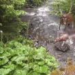 Atacul unei haite de lupi asupra unui cerb, în Călimani, surprins în imagini video foarte rare