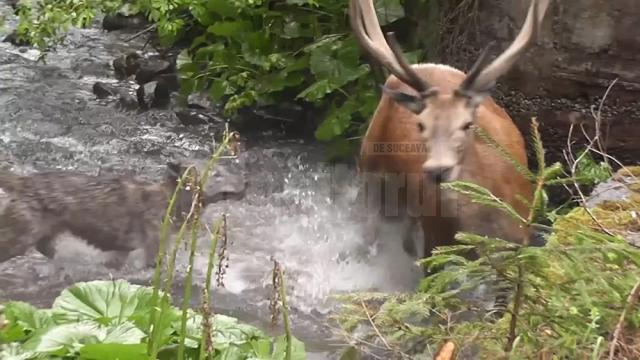 Atacul unei haite de lupi asupra unui cerb, în Călimani, surprins în imagini video foarte rare