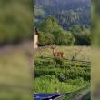 Un cerb tânăr a coborât din pădure până între case, la Breaza