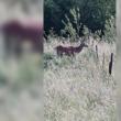 Un cerb tânăr a coborât din pădure până între case, la Breaza