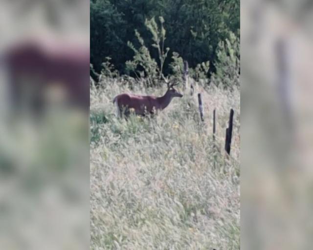 Un cerb tânăr a coborât din pădure până între case, la Breaza