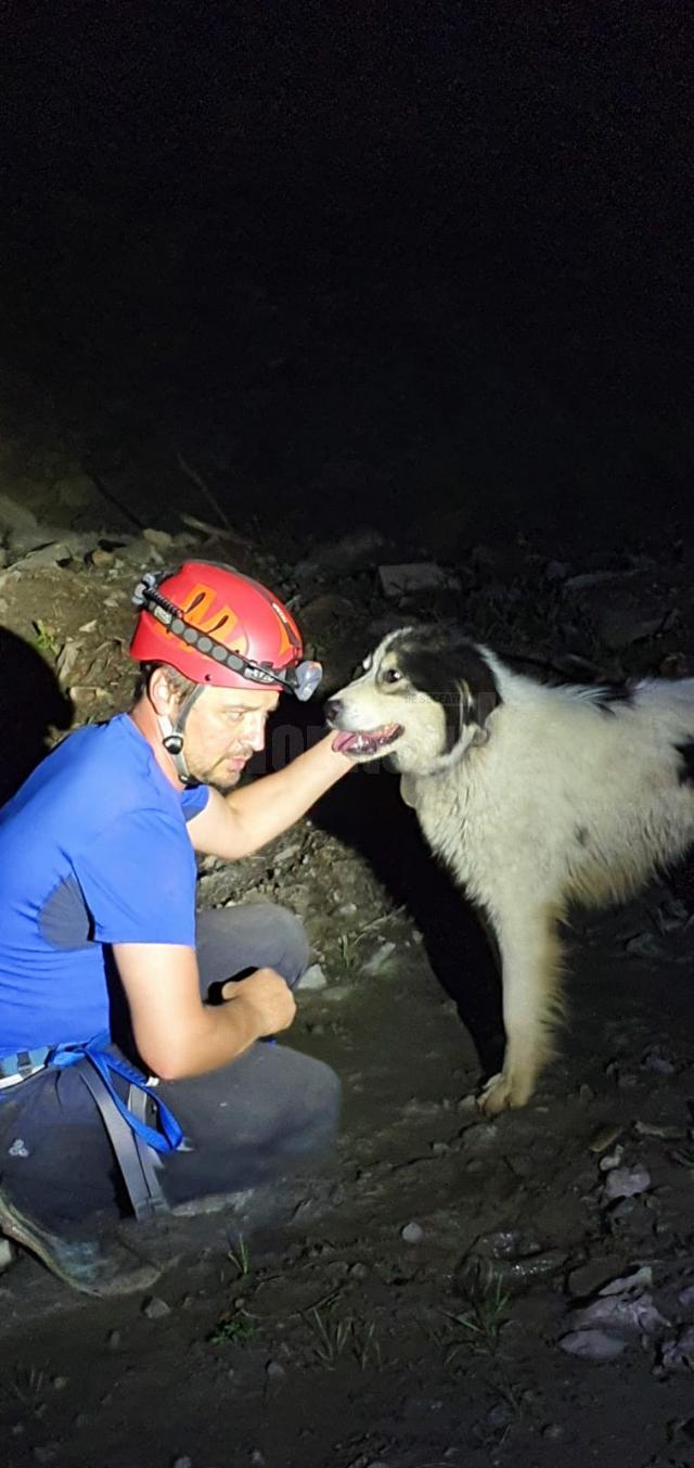 Câinele salvat la Pojorâta