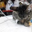 Pisica rănită, în îngrijirea medicilor