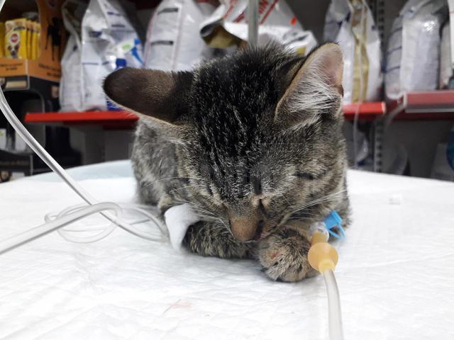 Pisica rănită, în îngrijirea medicilor