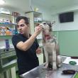 Câinele Husky rănit grav de același bărbat violent, tratat de medicul veterinar