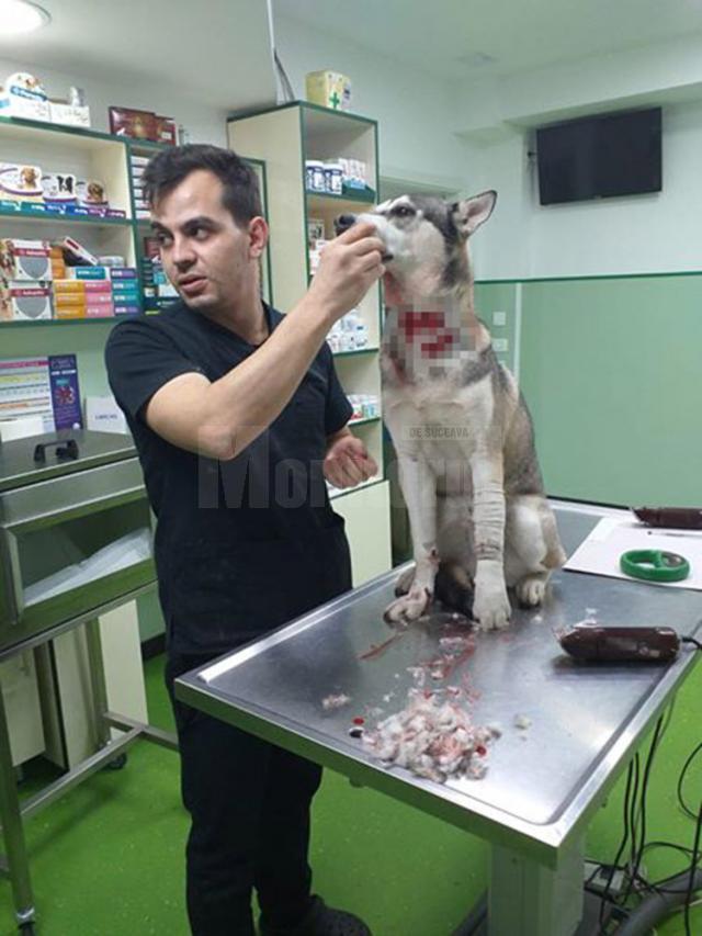 Câinele Husky rănit grav de același bărbat violent, tratat de medicul veterinar