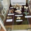 Muzeul de Științe ale Naturii Suceava găzduiește Expoziția „Platoșe invincibile”