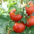 Producție de tomate în solar