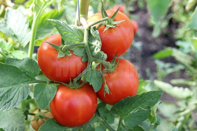 Producție de tomate în solar