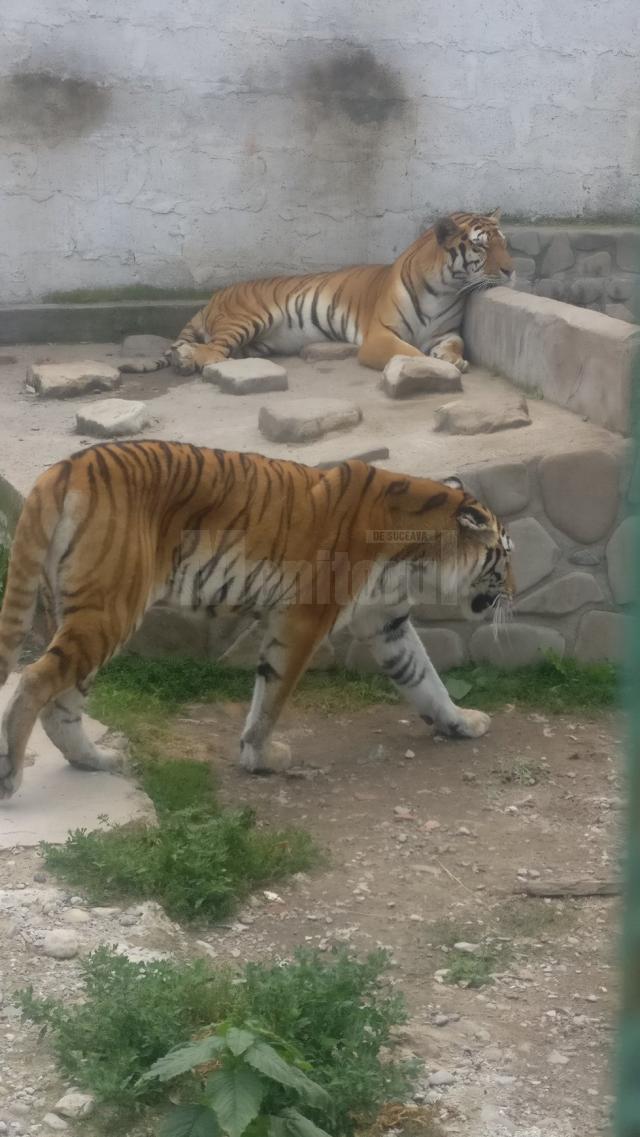 Tigri bengalezi