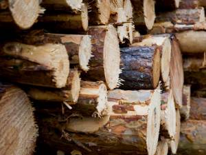 Gateriști amendați drastic și cantități importante de lemn confiscate de polițiști