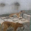 Pui de tigru bengalez, dat în grijă de la Grădina Zoo Șoimaru unui arab care locuiește în Cluj
