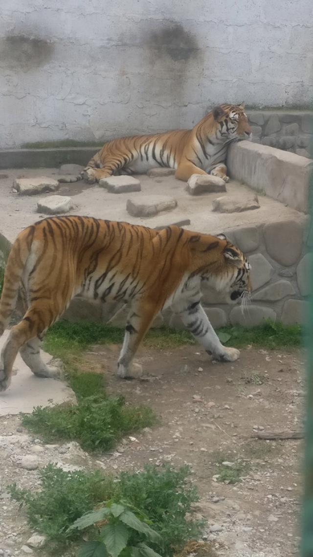 Pui de tigru bengalez, dat în grijă de la Grădina Zoo Șoimaru unui arab care locuiește în Cluj