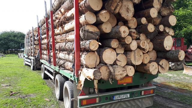 Ofensiva împotriva camioanelor cu lemn produce efecte: transport ilegal oprit după o sesizare la 112
